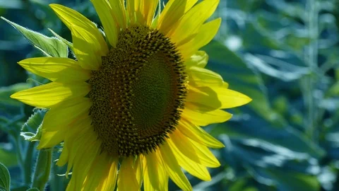 Sunflower Stock Footage 91944968