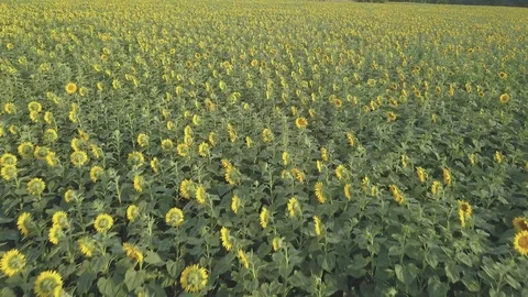 Sunflower Stock Footage 91945106