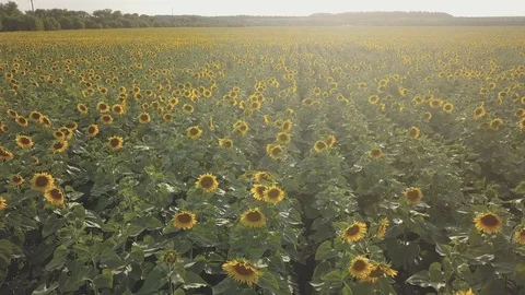 Sunflower Stock Footage 91945131