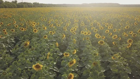 Sunflower Video stock 91945138