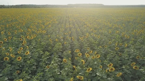 Sunflower Stock Footage 91945148