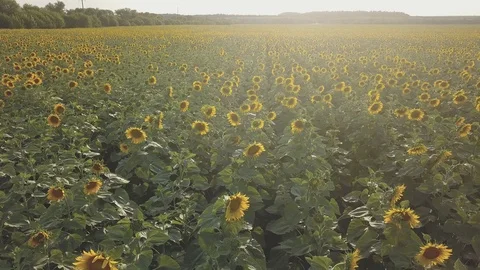 Sunflower Stock Footage 91945162