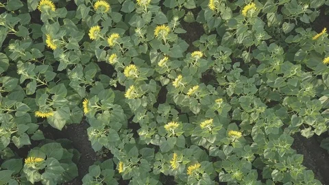 Sunflower Video stock 91945235