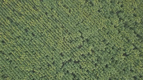 Sunflower Video stock 91945259