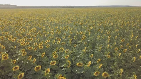 Sunflower Video stock 91945294