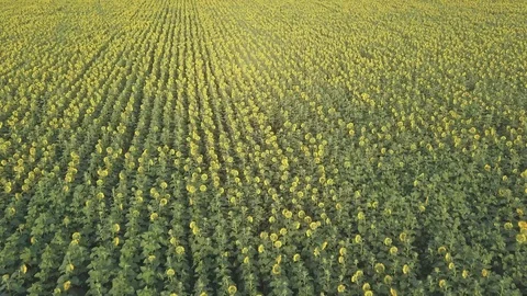 Sunflower Video stock 91945308