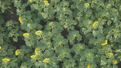 Sunflower Stock Footage 91945329