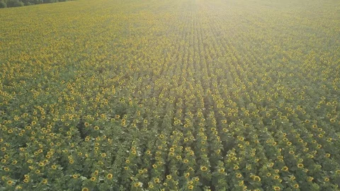 Sunflower Stock Footage 91945343