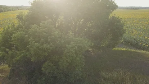 Sunflower Video stock 91945394