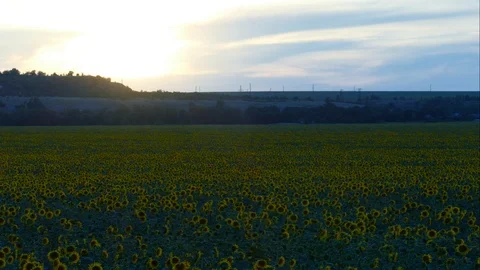 Sunflower Video stock 91945704