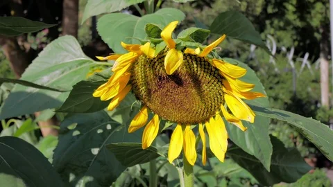 Sunflower Stock Footage 101828497