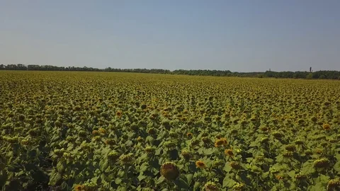 Sunflower Stock Footage