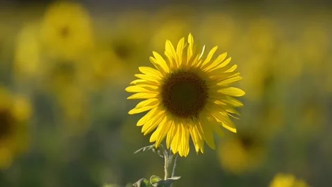 Sunflower 動画素材 112341540
