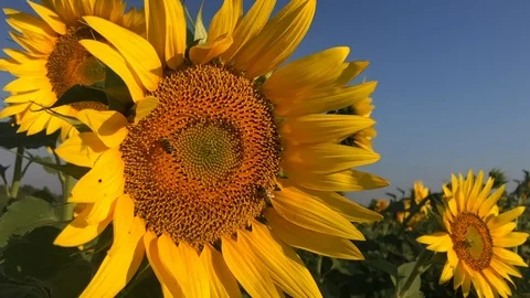 Sunflower Stock Footage 112977613