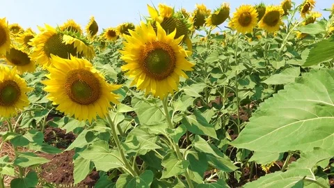Sunflower Video stock 123730314