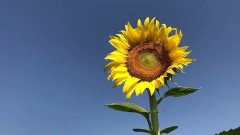 Sunflower Stock Footage