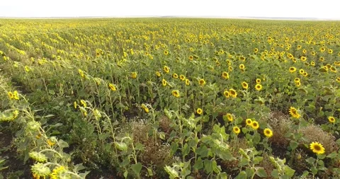 Sunflower Video stock 130639431