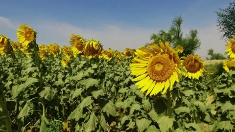 Sunflower Stock Footage 131737375