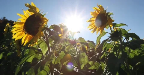 Sunflower Stock Footage 133816778