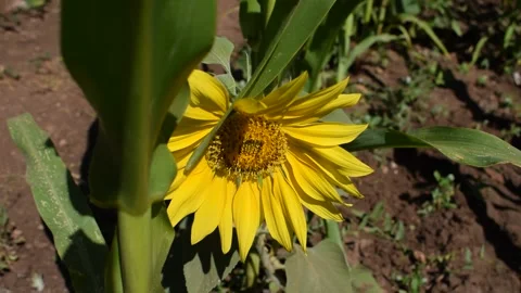 Sunflower  库存影片 133917311