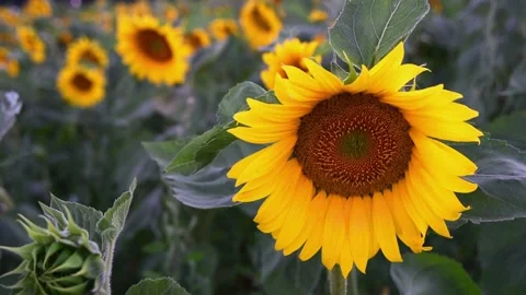 Sunflower Stock Footage 135233044
