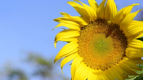 Sunflower Stock Footage 145449184
