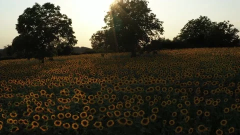 Sunflower Stock Footage 145946834