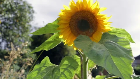 Sunflower Stockbeeldmateriaal 151775815