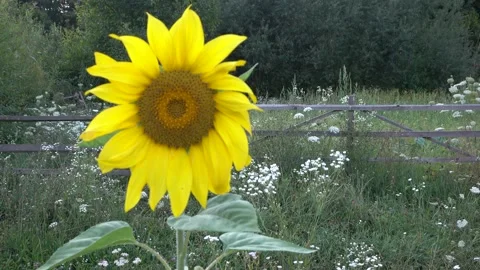 Sunflower Stock Footage 154875443