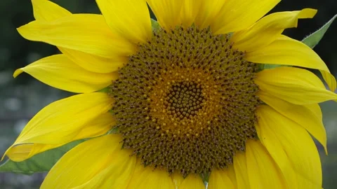 Sunflower Stock Footage 154875456