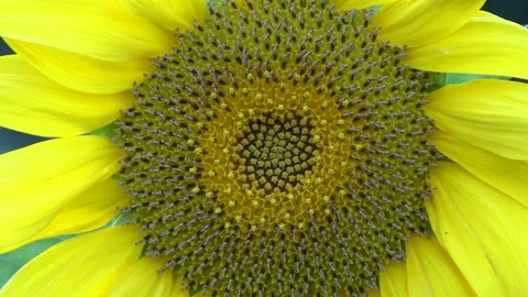 Sunflower Stock Footage 154875471