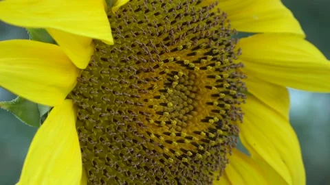 Sunflower Stock Footage 154875643