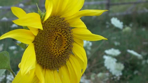 Sunflower Stock Footage 154875653