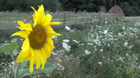 Sunflower Stock Footage 154875654