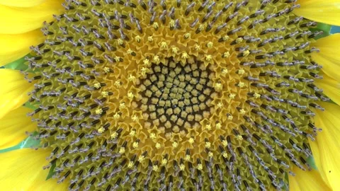 Sunflower Stock Footage 154875668