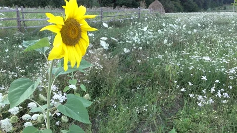 Sunflower Stock Footage 154875677