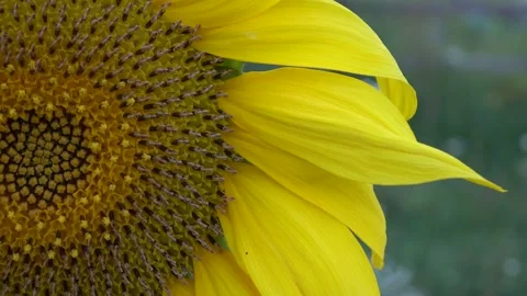Sunflower Stock Footage 154875838