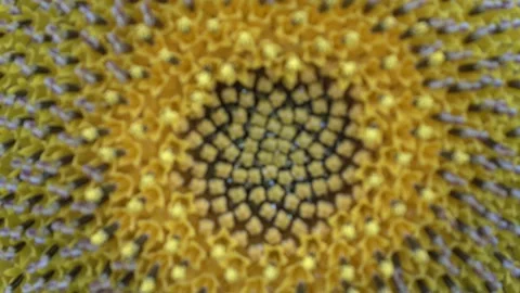 Sunflower Stock Footage 154875848