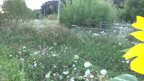 Sunflower Stock Footage 154875865
