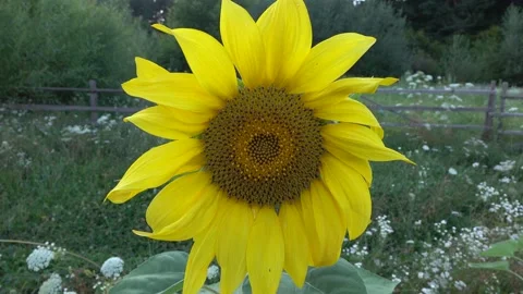 Sunflower Stock Footage 154875902