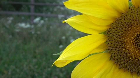 Sunflower Stock Footage 154875913