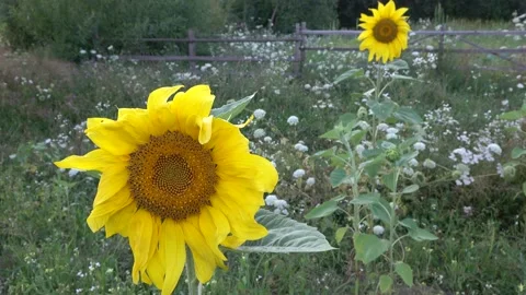 Sunflower Stock Footage 154876015