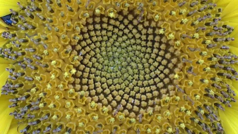 Sunflower Stock Footage 154876068