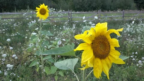 Sunflower Stock Footage 154876075