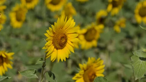 Sunflower Video stock 157092903