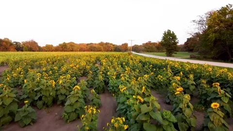 Sunflower Stock Footage 157574294