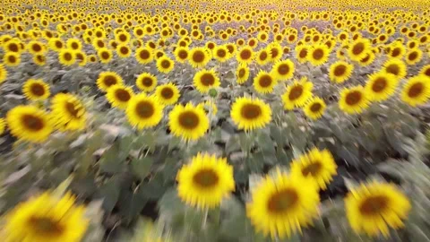 Sunflower Video stock 158306611