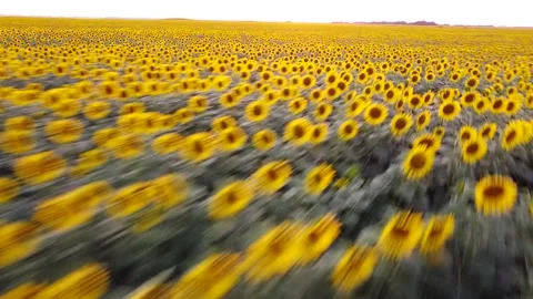 Sunflower Video stock 158306654
