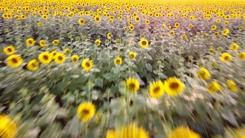 Sunflower Video stock 158306671