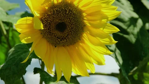 Sunflower Stock Footage 162777861
